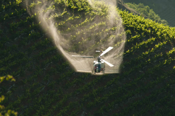 Treatment of vines by helicopter